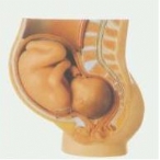 骨盆含妊娠9个月胎儿模型
