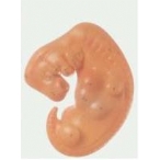 胚胎放大模型