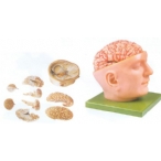 头部附脑和动脉模型