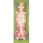 椎管内脊髓与脊神经模型