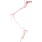 下肢骨连髋骨模型