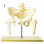 骨盆附腰椎及股骨头模型