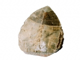 古生物化石标本