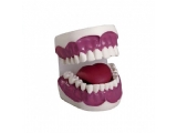 牙护理保健模型（28颗牙）（放大3倍）