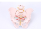 骨盆测量示教模型