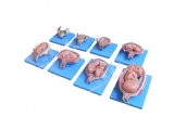 胎儿(胚胎)妊娠发育过程模型