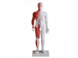 60CM男性针灸模型(带肌肉解剖)
