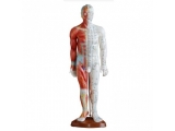 55CM男性针灸模型(带肌肉解剖)